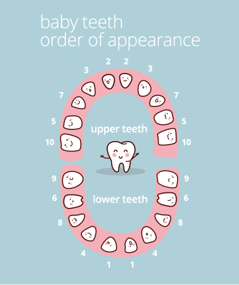 Canadian Dental Tooth Chart